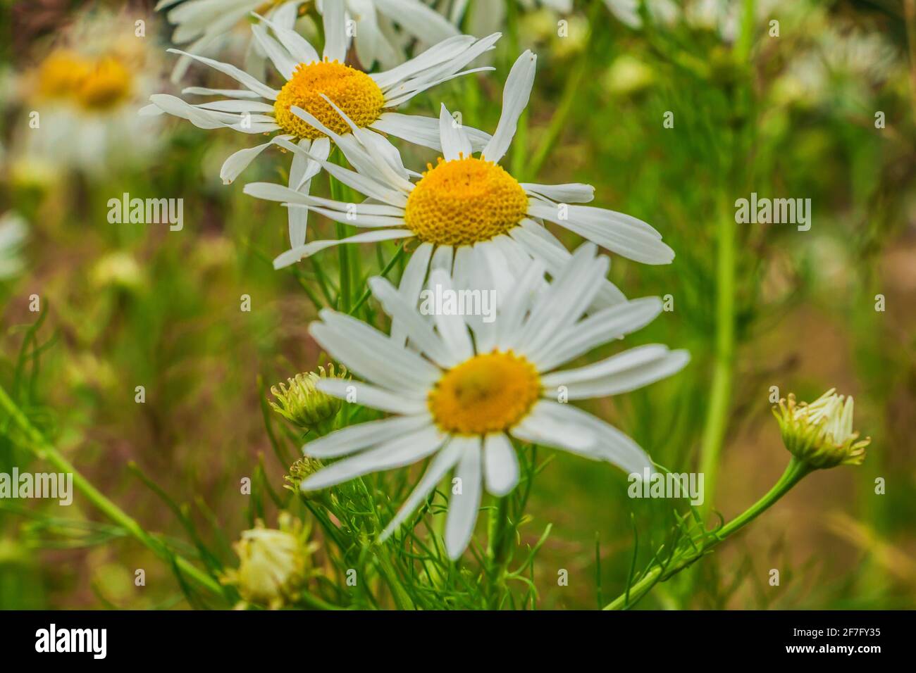 Wildblumen auf einem Feld. Blühende Kamille mit drei Blüten. Weiße Blütenblätter und gelbe Stollen mit Pollen. Blütenstängel und grünes Gras Stockfoto