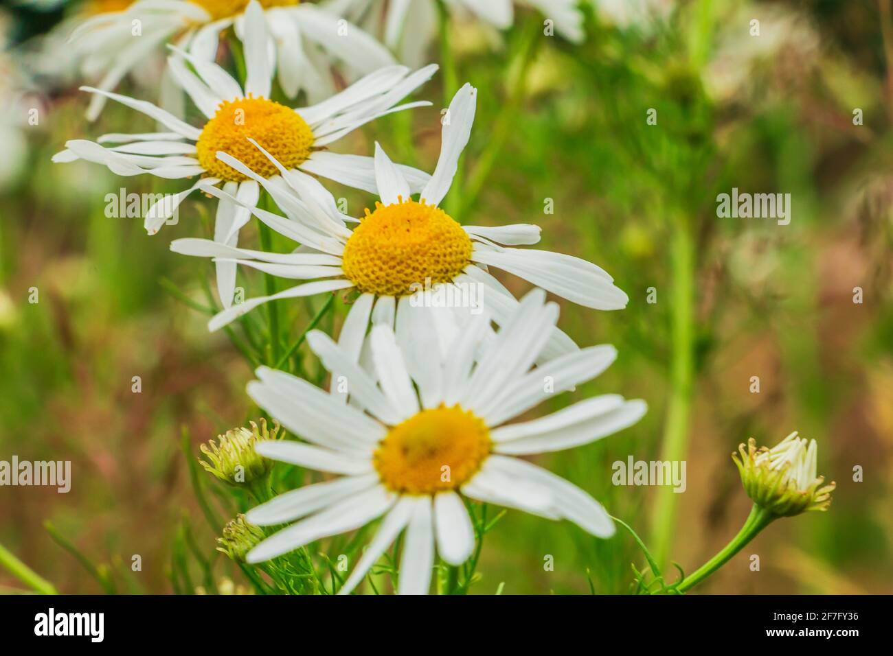 Blühende Kamille mit drei Blüten. Wildblumen auf einem Feld mit weißen Blütenblättern und gelben Stollen mit Bienenpollen. Blütenstängel und grünes Gras Stockfoto