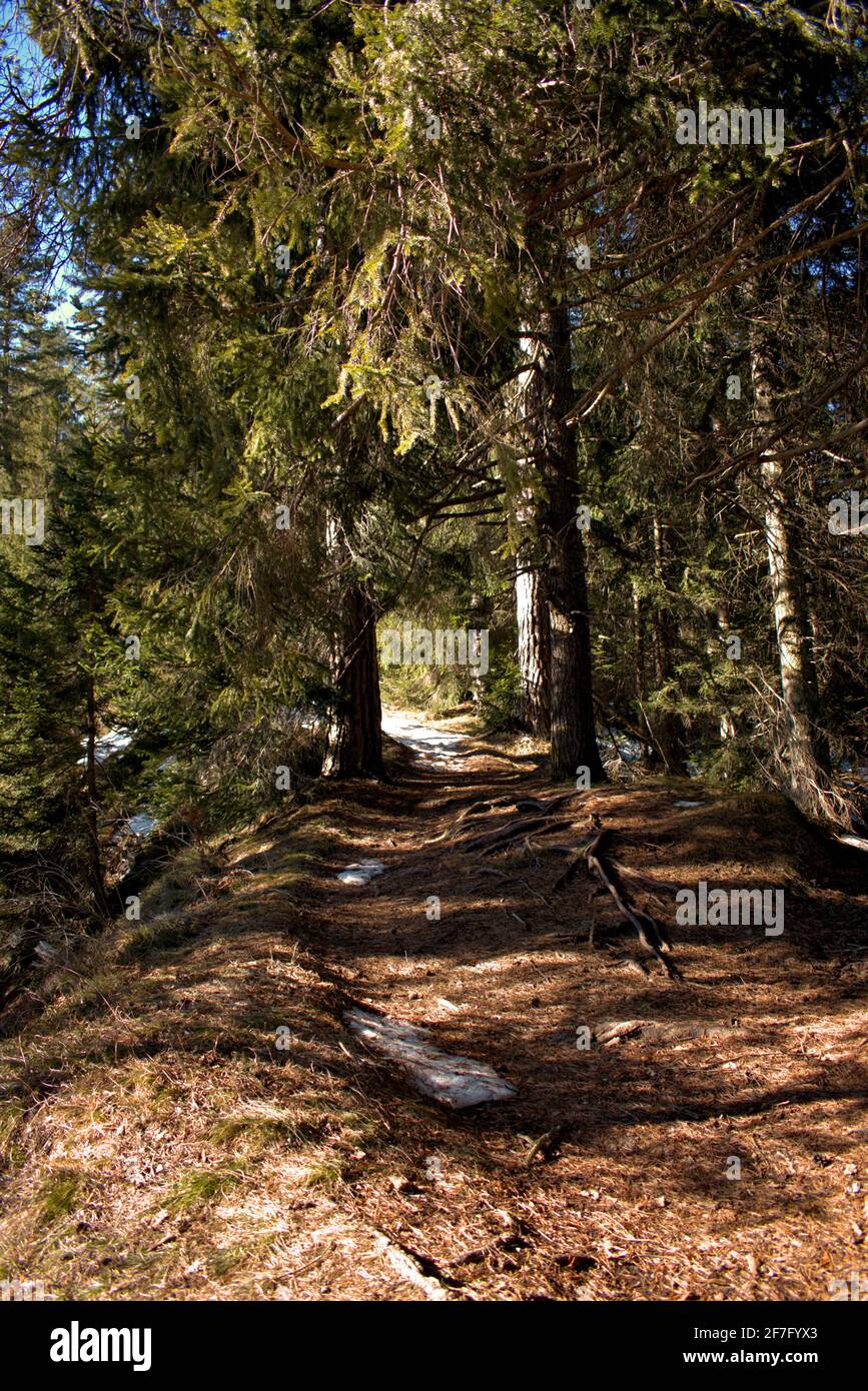 Wandertag in einer ländlichen Landschaft in einem Wald in der Nähe Flims in der Schweiz 20.2.2021 Stockfoto