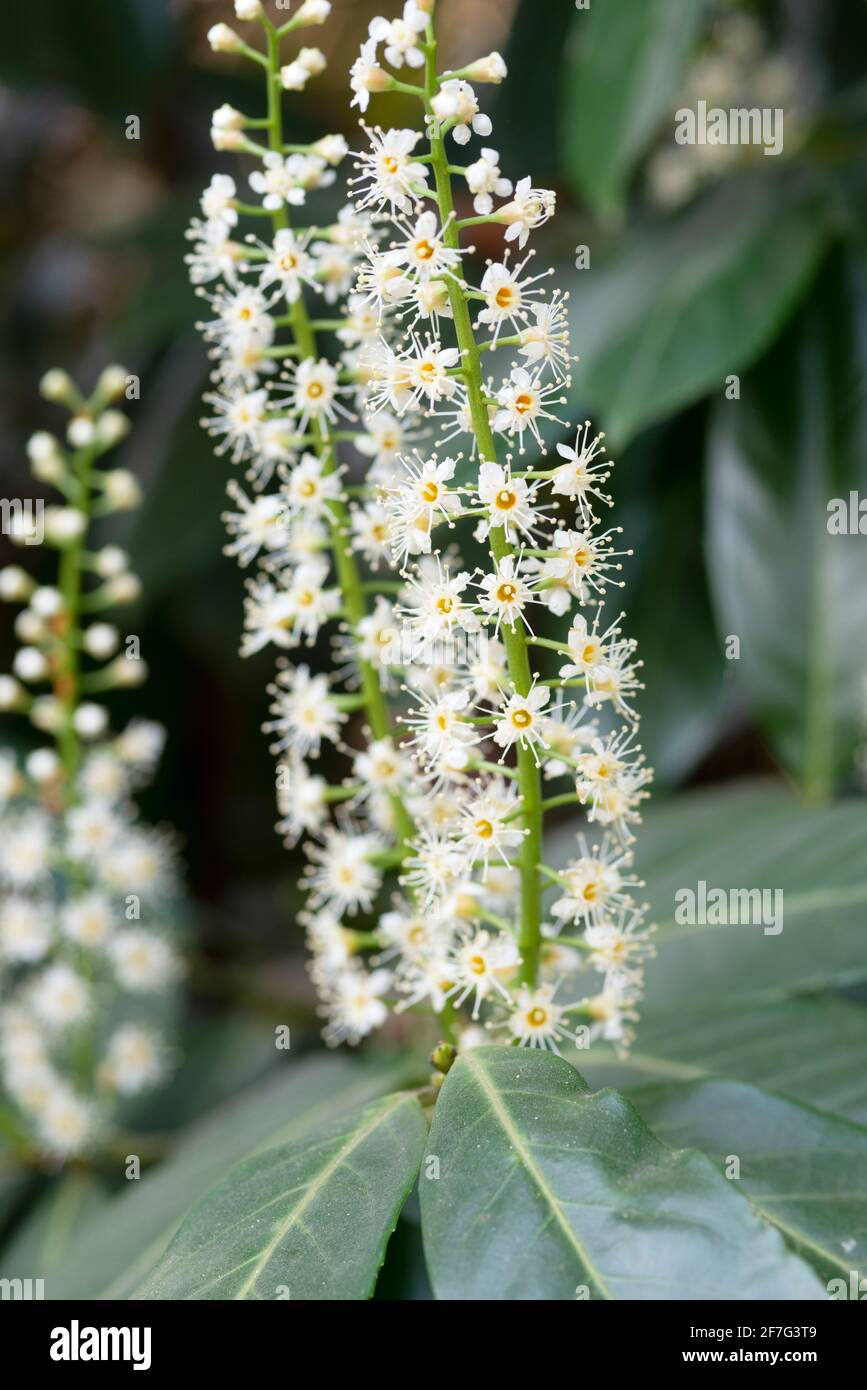 Italien, Lombardei, Blumen der Kirsche Laurel, Prunus Laurocerasus Stockfoto