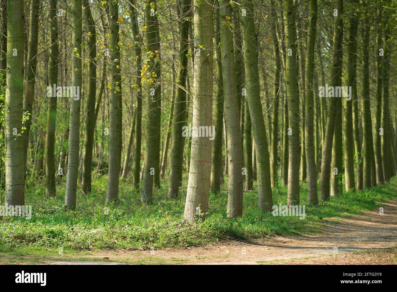 Italien, Lombardei, Provinz Cremona, Reihen von Pappelbäumen auf dem Land Stockfoto