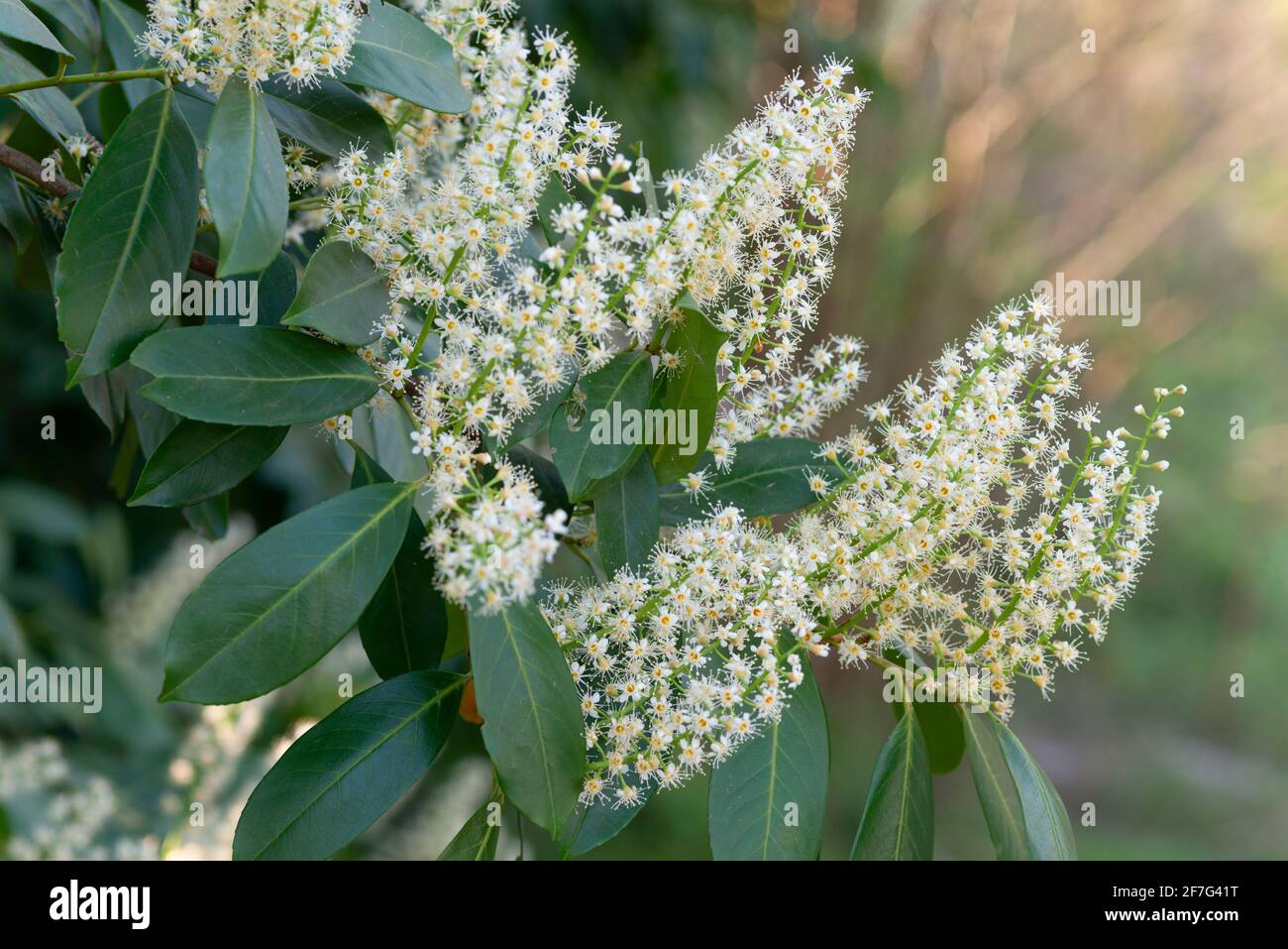 Prunus Laurocerasus Kirschlorbeer Italien Stockfotografie - Alamy