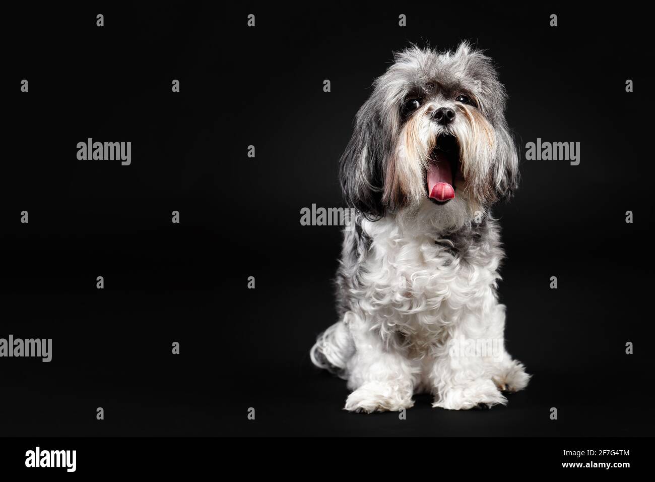 Studioporträt eines entzückenden Hundes von Bichon Havanese mit buschigen Haaren, die vor schwarzem Hintergrund gähnend sind. Stockfoto