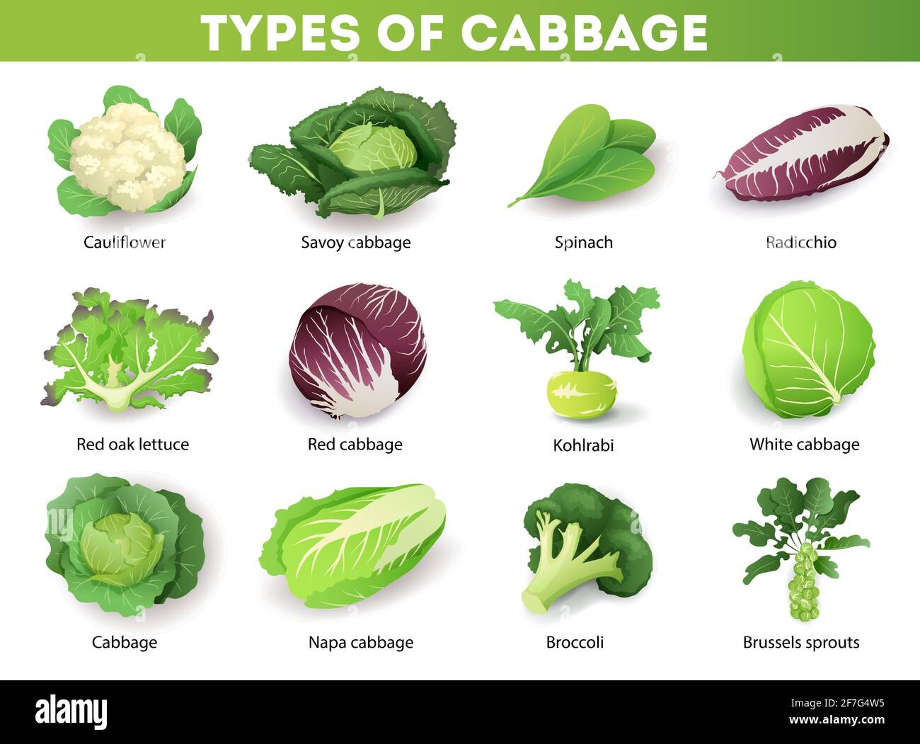Set mit verschiedenen Kohl-Arten mit Inschriften, isoliert auf weißem Hintergrund. Kreuzblütler Gemüse Cartoon Vektor Illustration Sammlung Stock Vektor