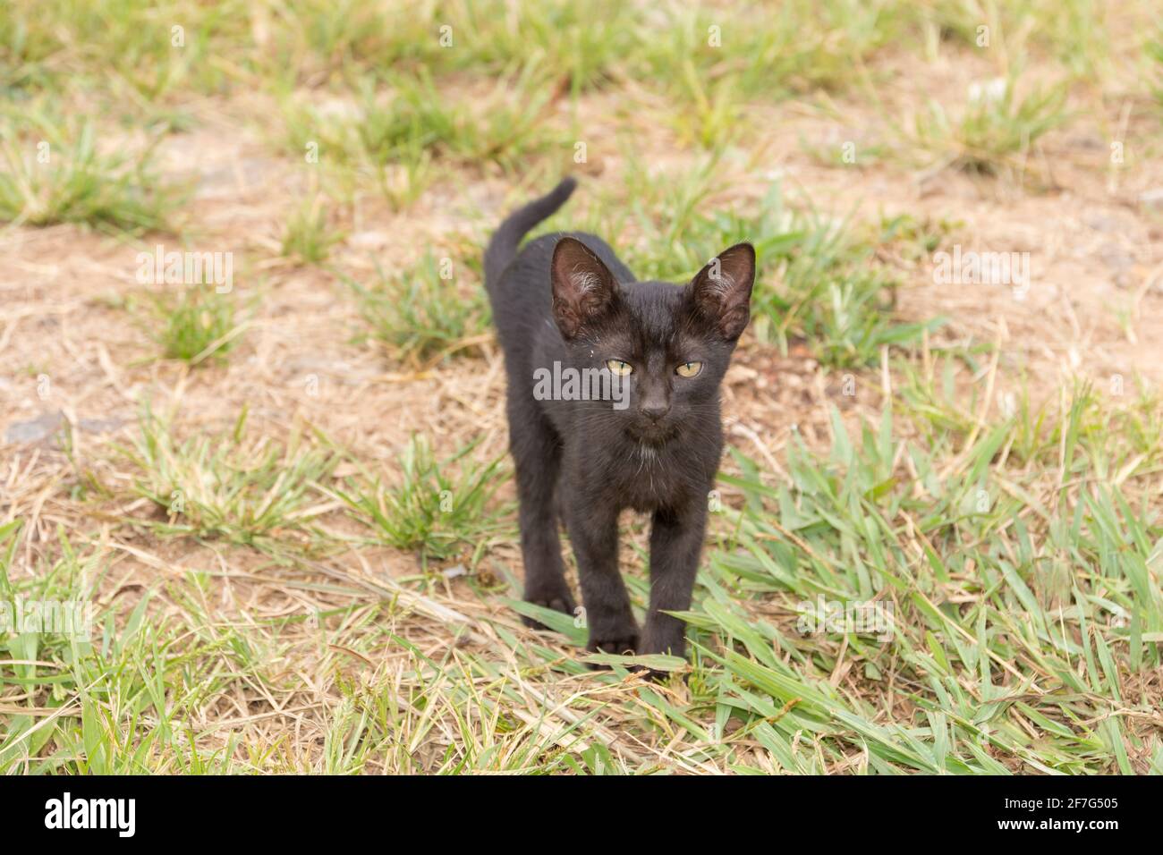 Niedliche schwarze Babykatze auf dem grünen Gras Stockfoto