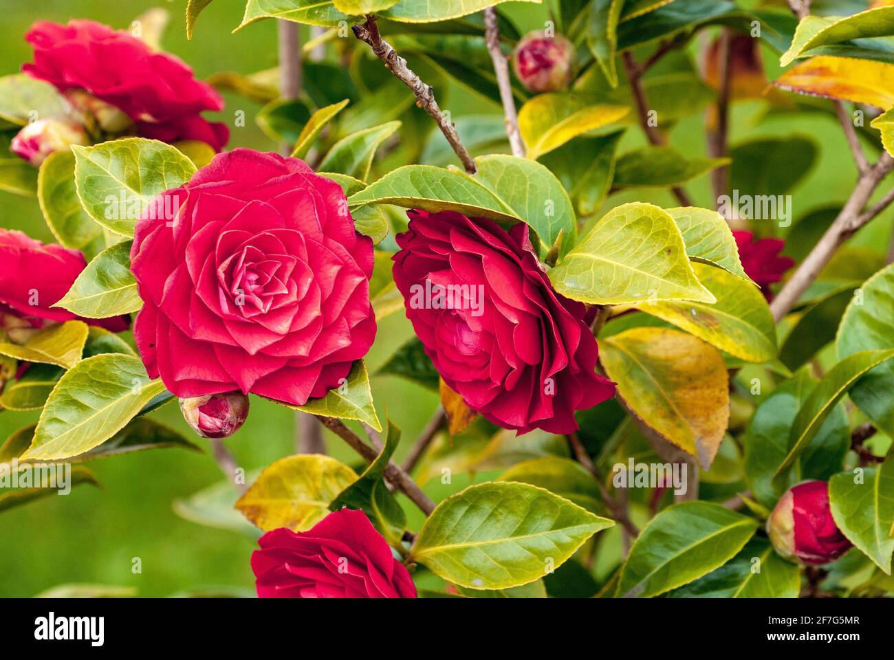 Camelia blüht im Frühling. Stockfoto