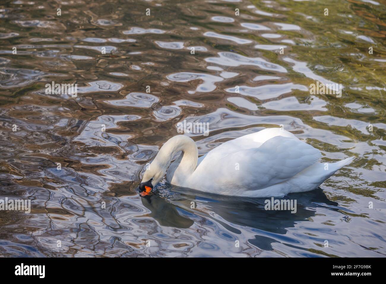 Ein weißer Schwan schwimmt in einem Teich, der sich im Wasser spiegelt. Das Konzept des Umweltschutzes. Stockfoto