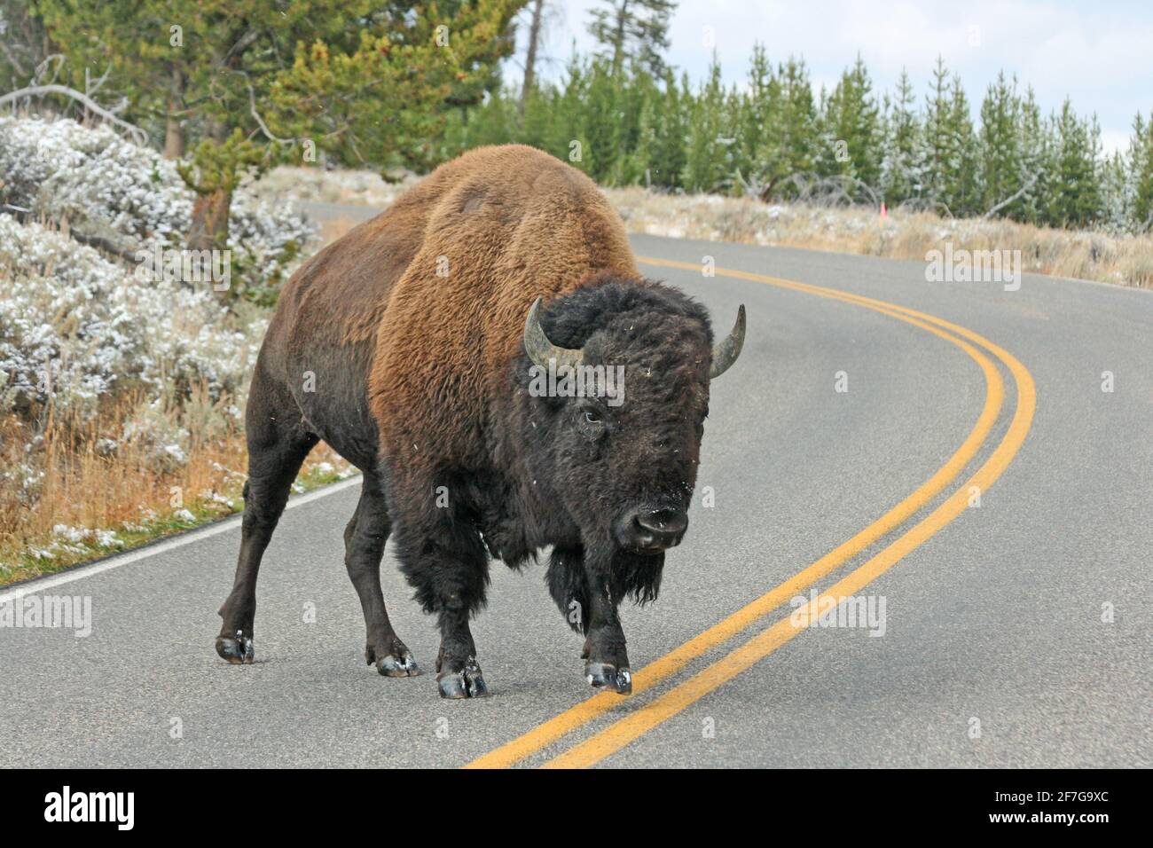 Einsamer Bison auf der Straße, Wyoming Stockfoto