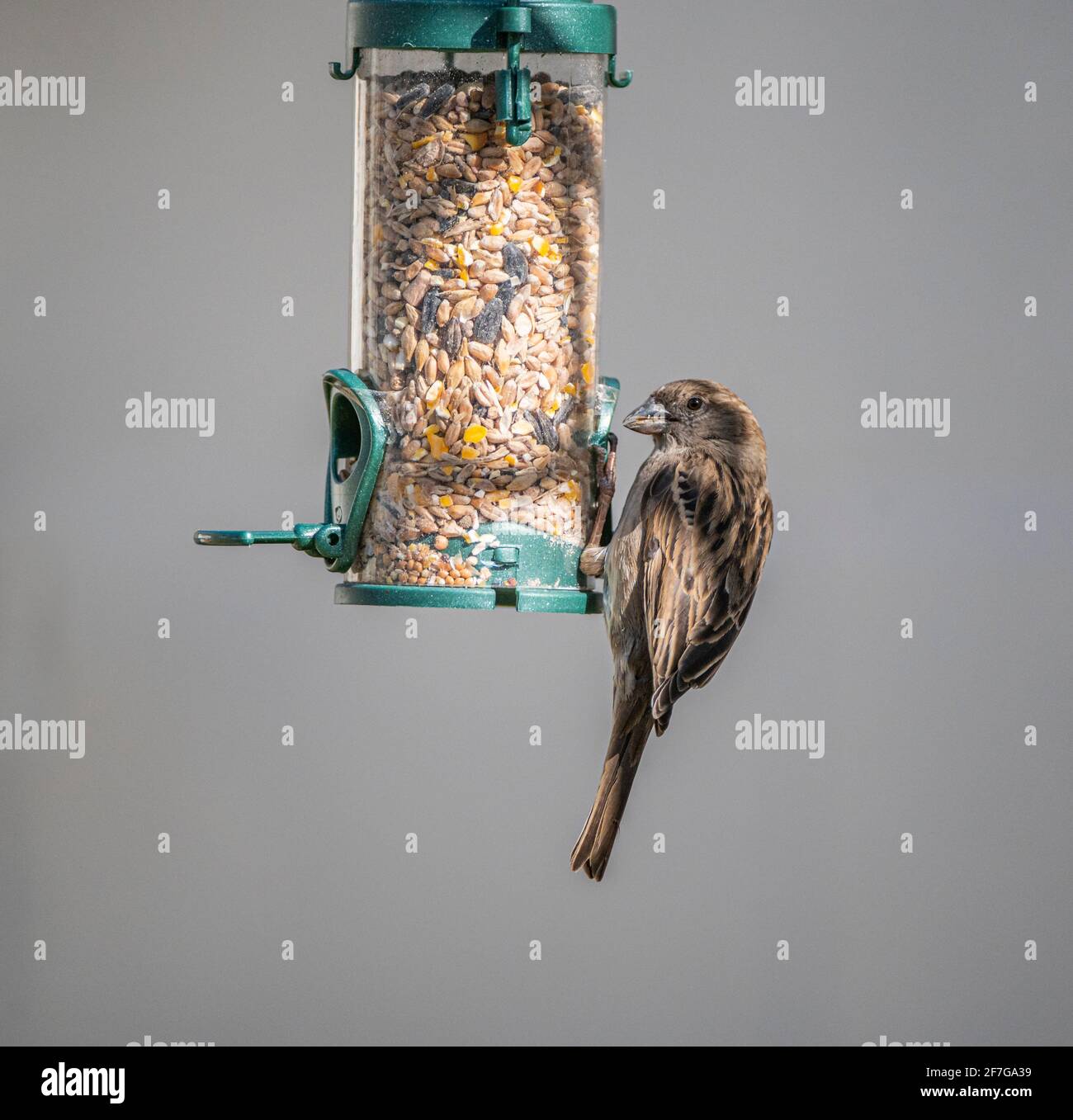 Ein weiblicher Haussparrow (Passer domesticus) Ein gewöhnlicher Gartenvögel in Großbritannien, der aufhängt und füttert Aus einem Vogelfutterhäuschen Stockfoto