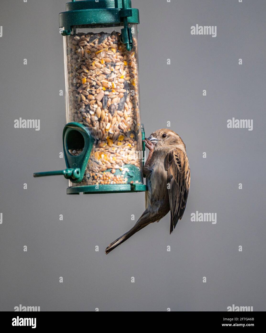 Ein weiblicher Haussparrow (Passer domesticus) Ein gewöhnlicher Gartenvögel in Großbritannien, der aufhängt und füttert Auf einem Vogelfutterhäuschen Stockfoto