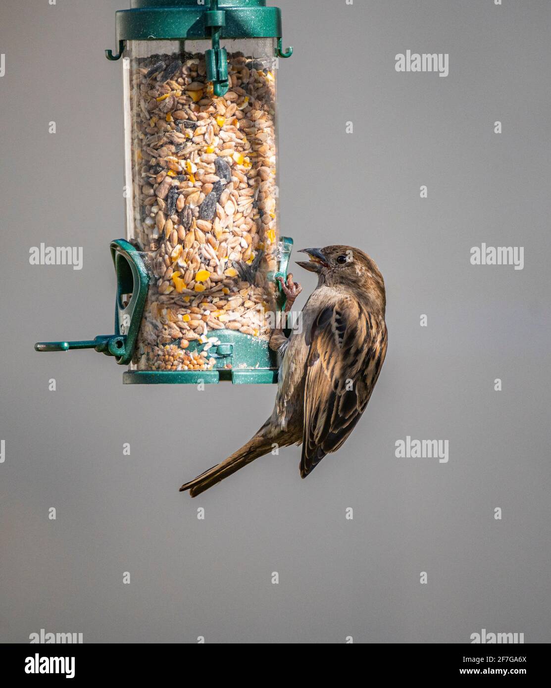 Ein weiblicher Haussparrow (Passer domesticus) Ein gewöhnlicher Gartenvögel in Großbritannien, der aufhängt und füttert Auf einem Vogelfutterhäuschen Stockfoto