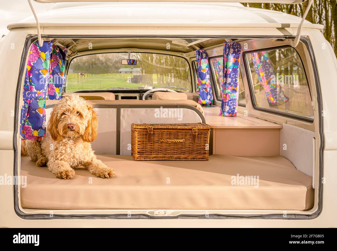 Cockapoo Hund sitzt im offenen Rücken des VW Wohnwagens Stockfoto