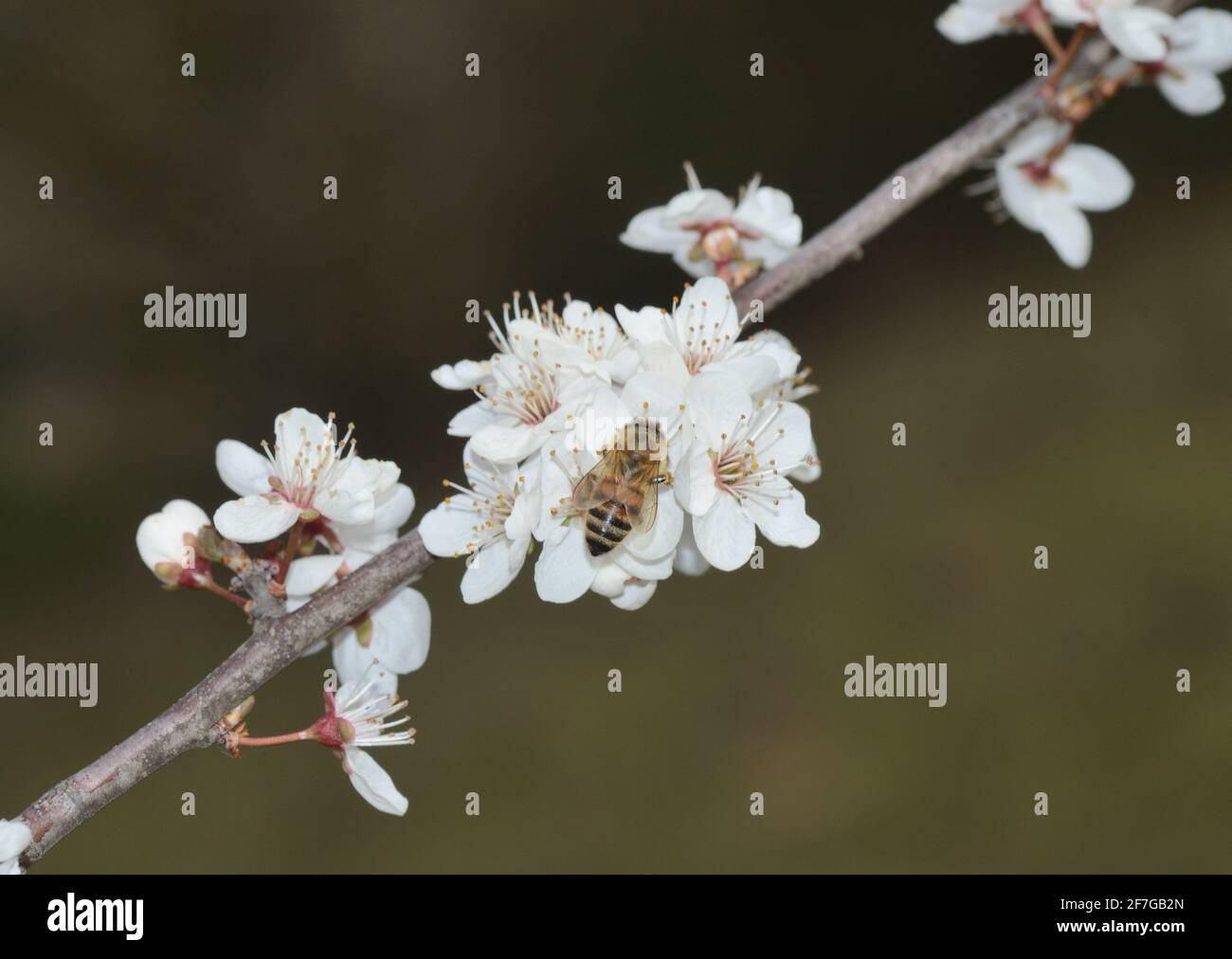 Nahaufnahme einer Biene, die eine weiße Blume bestäubt Stockfoto