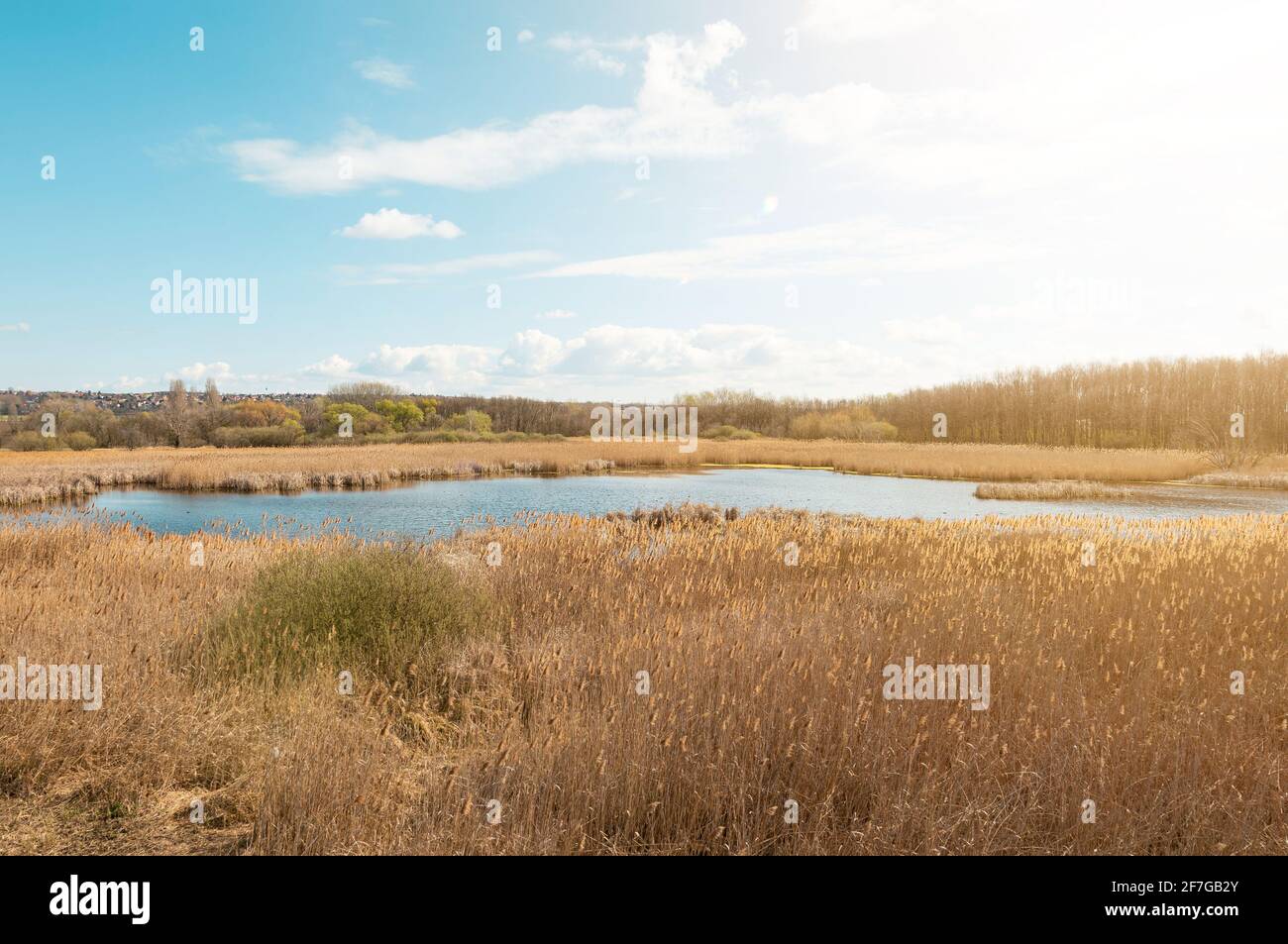 Marsh Swampland Naturschutzgebiet geschützten Feuchtgebiet in Budapest, Teich mit goldenen Schilf und Talge umgeben, slough an einem sonnigen Tag Luftbild Stockfoto