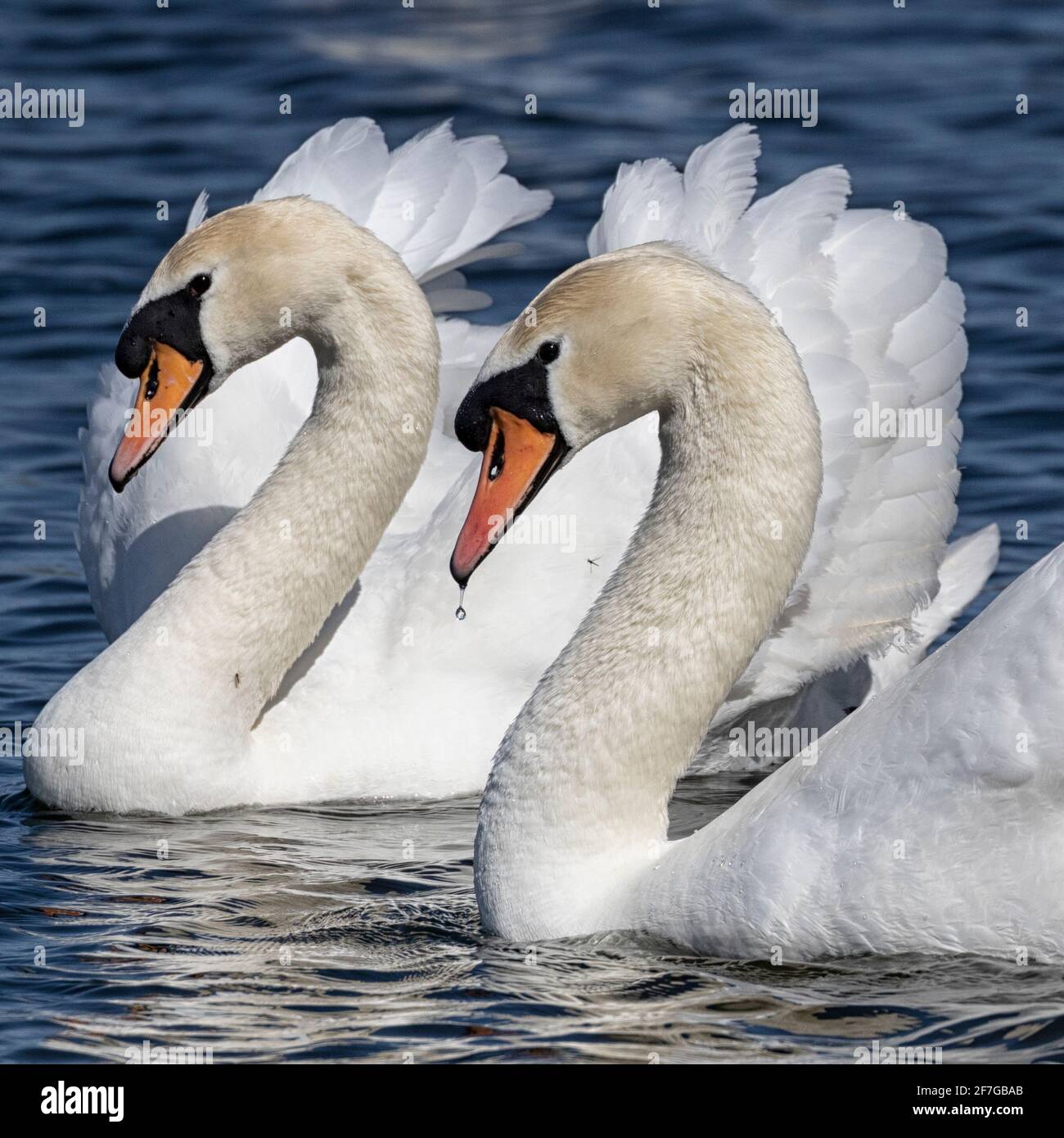 Ein Paar Mute Swans mit Federkräuseln, die entlang des Flusses gleiten, Norwich, Norfolk, Großbritannien Stockfoto