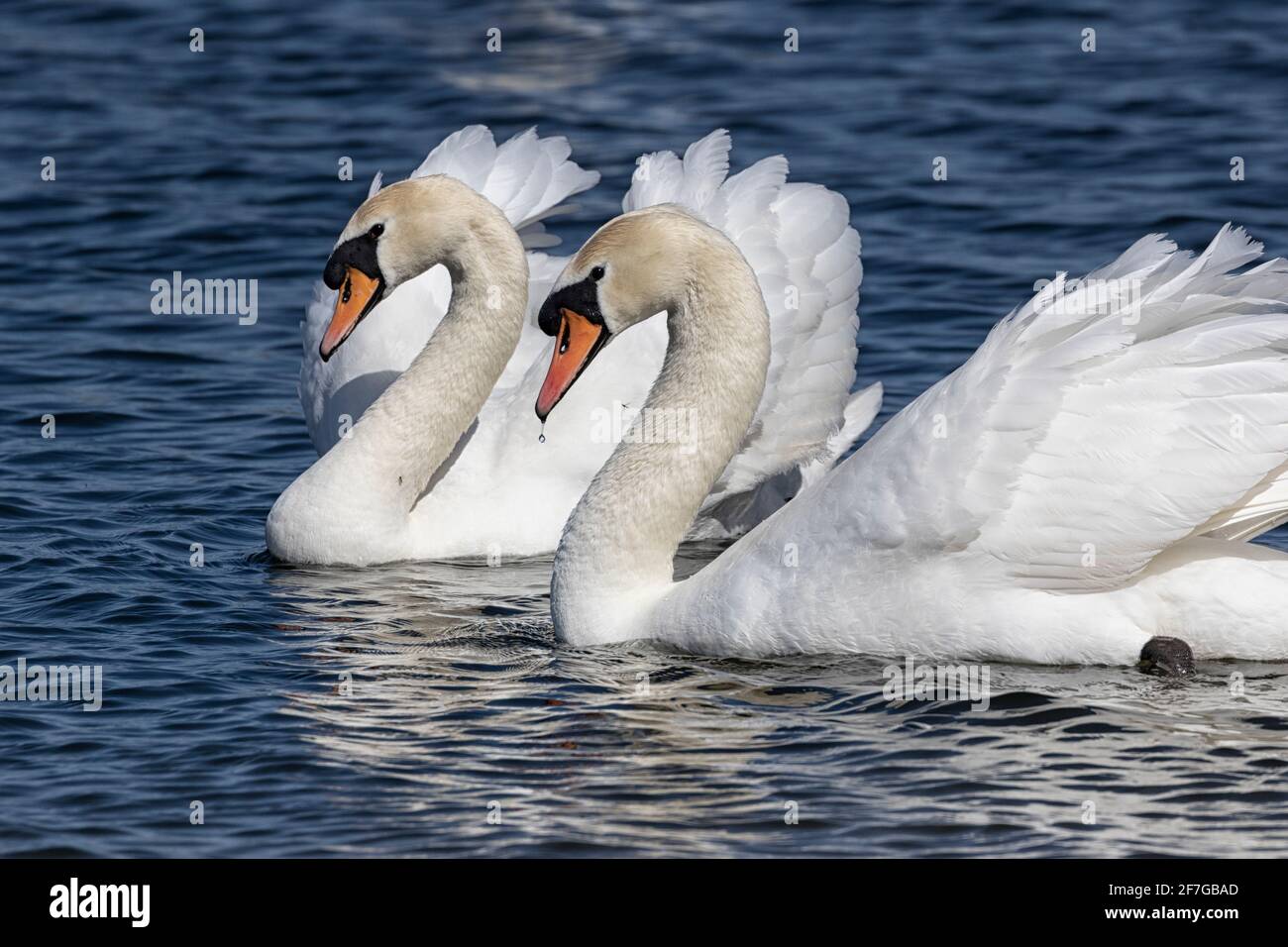 Mute Swans mit Federkräuseln, gleiten entlang des Flusses, Norwich, Norfolk, Großbritannien Stockfoto