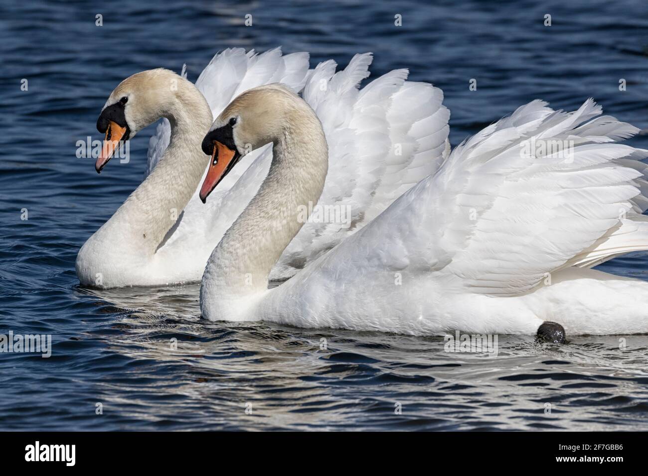 Mute Swans mit Federkräuseln, gleiten entlang des Flusses, Norwich, Norfolk, Großbritannien Stockfoto