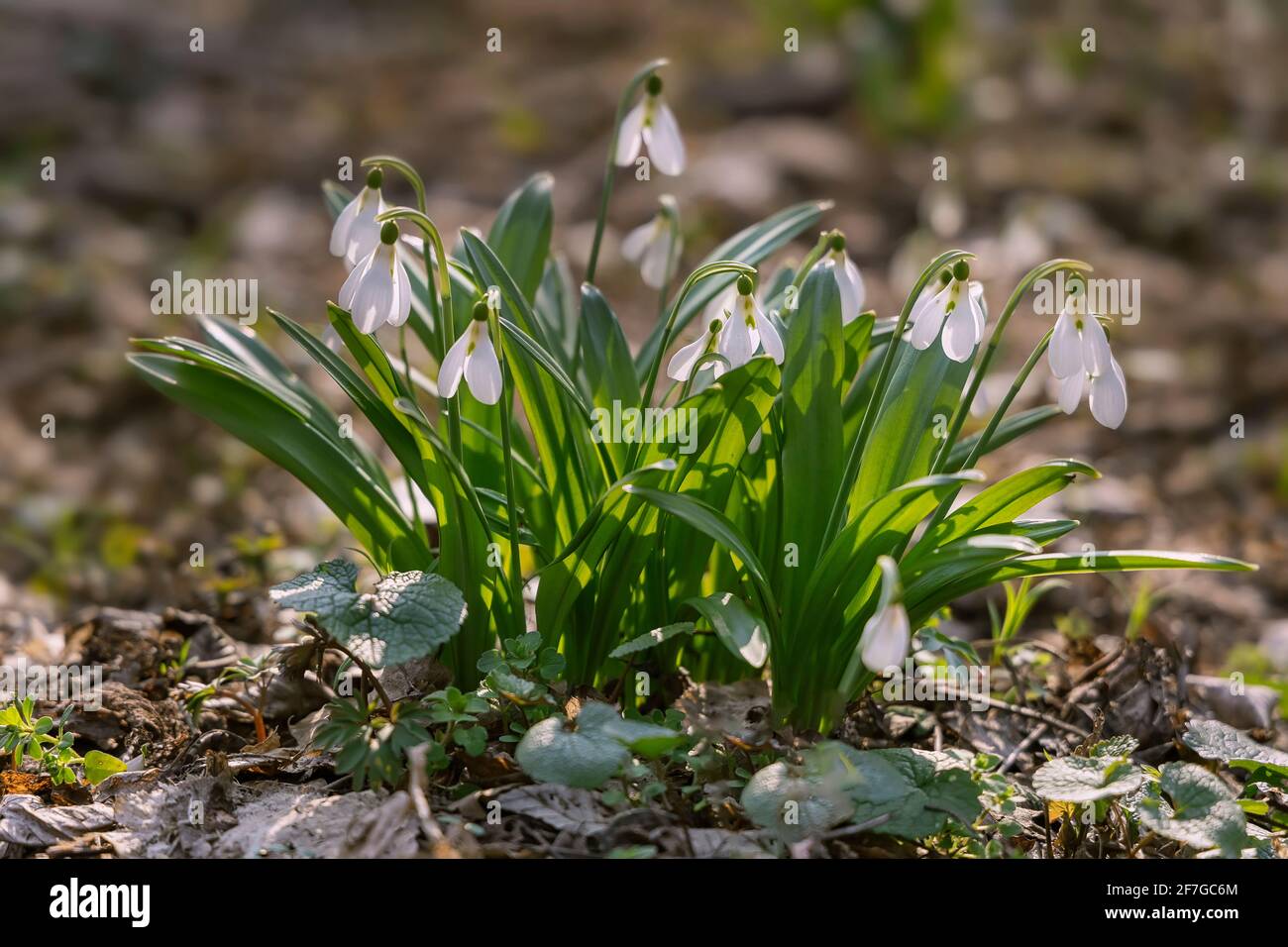 Schöne Schneeglöckchen im Frühlingswald Stockfoto