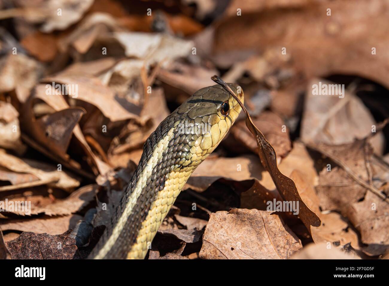 Östliche Strumpfschlange im Frühling Stockfoto