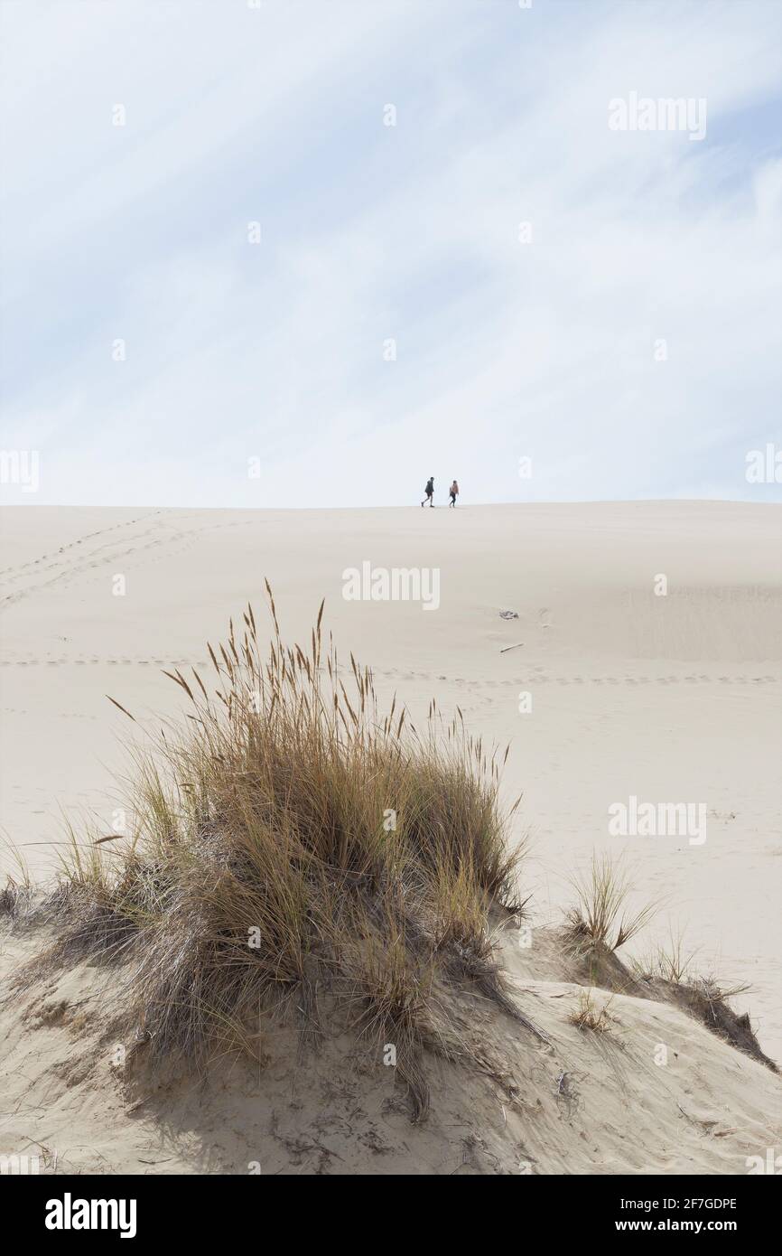 Zwei Personen wandern auf dem John Dellenback Dunes Trail im Oregon Dunes National Recreation Area in Reedsport, Oregon. Stockfoto