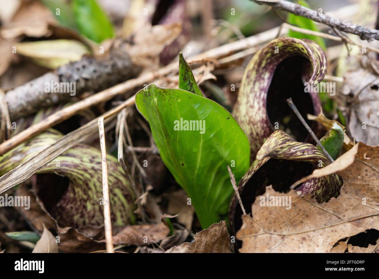 Eastern Skunk Cabbage im Frühling Stockfoto