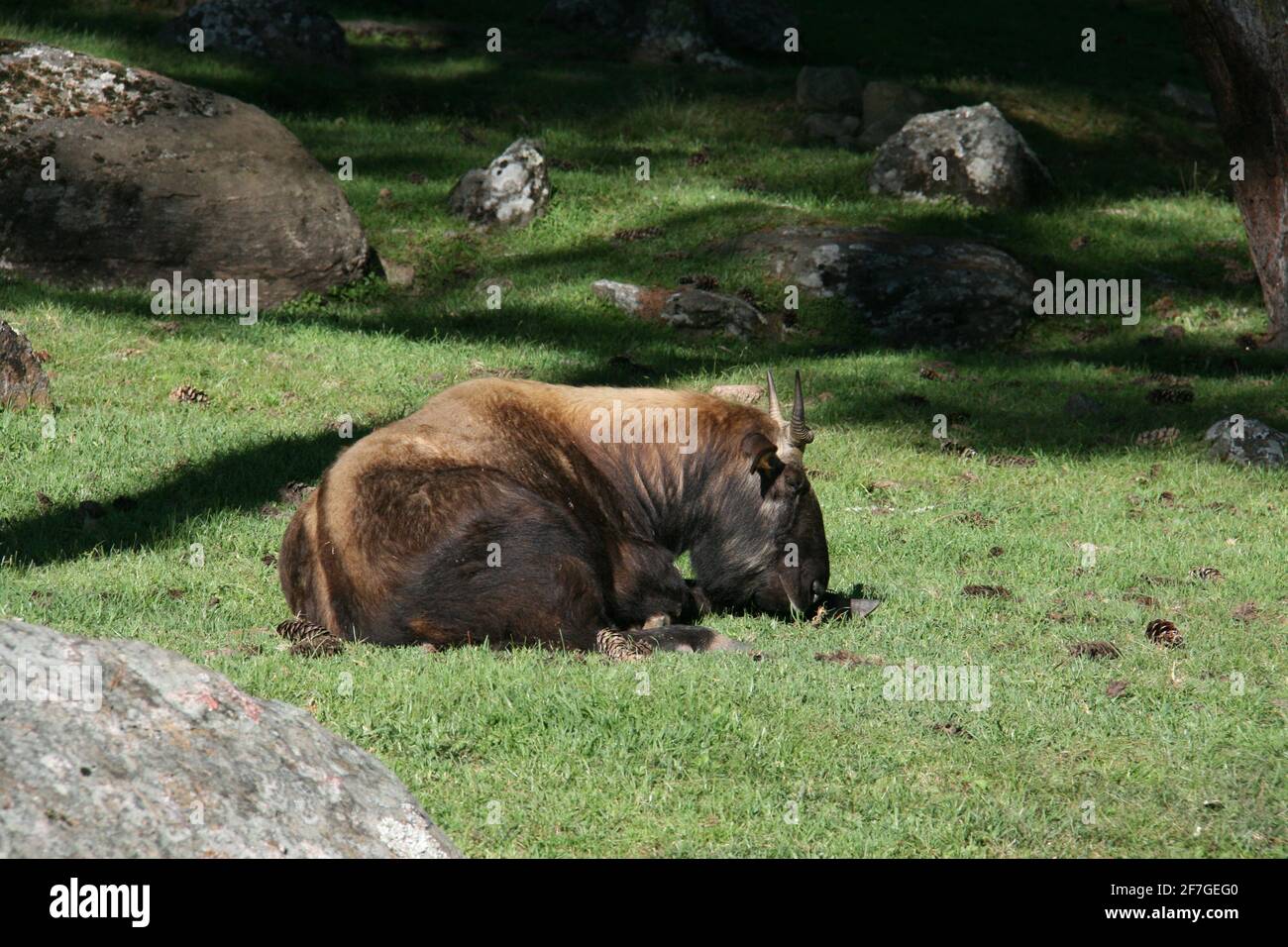 Takin Wildtiere endemisch bedrohte Königreich bhutan himalaya selten Rassen Tierarten Tierwelt Hörner Ziegen Fell natürlich im Freien Yak Stockfoto