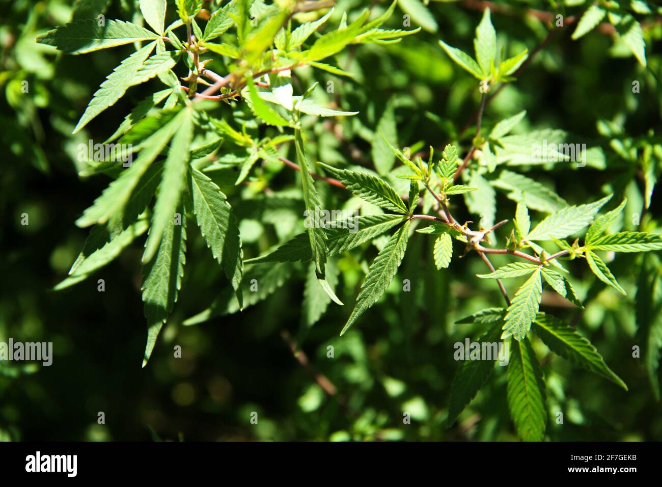 Wilde Marihuanapflanze Haschisch Green Cannabis Hanf Grass Pot Ganja Rauchen Drogen Abhängigkeit Abhängig Temptation Suchtmittel Medikamentöse Pflanze Stockfoto