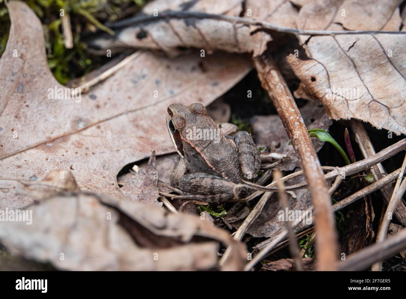 Holzfrosch auf Blatt im Frühling Stockfoto