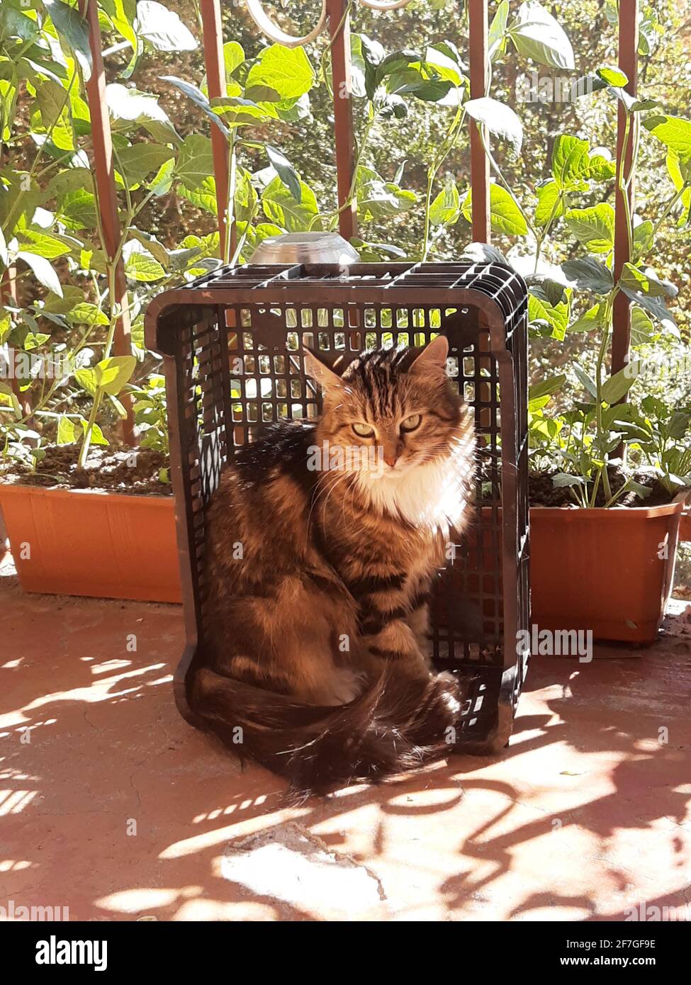 Eine Katze namens Krim in einer Plastikbox auf dem Balkon sonnt sich in der Sonne. Stockfoto