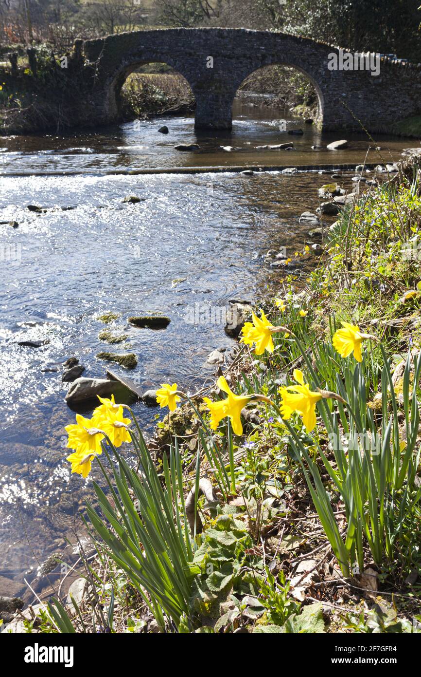 Frühling im Exmoor National Park - Narzissen neben der Papppferdebrücke über das Badgworthy-Wasser im Dorf Malmsmead, Devon, Großbritannien Stockfoto