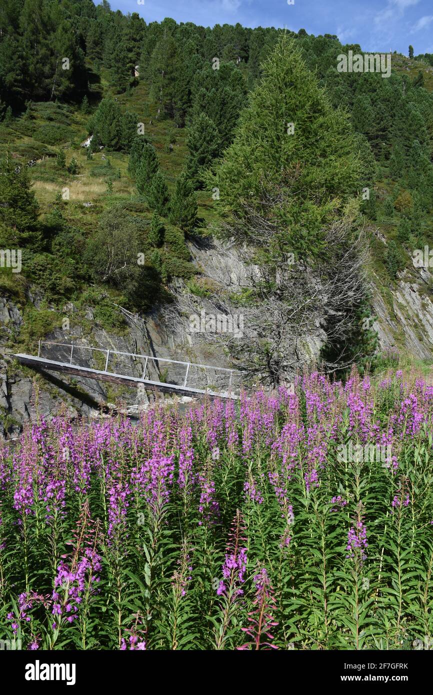 Malblättrige Weidenröschen, Weidenröschen, Nachtkerzengewächs, Blüten, Blüten, Blütenmeer, Chamaenerion angustifolium, Heilkraut, Küchenkraut, Heil Stockfoto