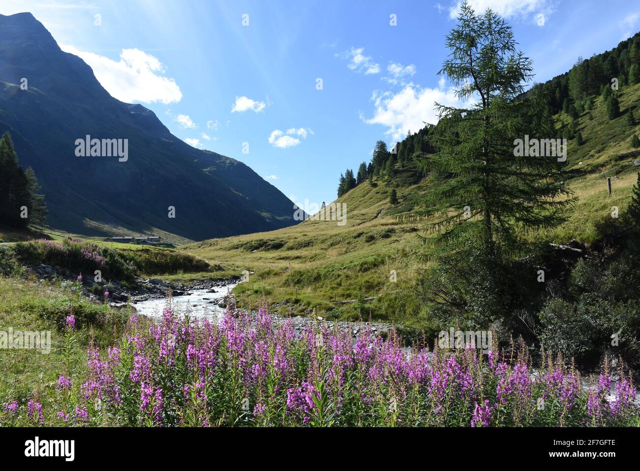 Malblättrige Weidenröschen, Weidenröschen, Nachtkerzengewächs, Blüten, Blüten, Blütenmeer, Chamaenerion angustifolium, Heilkraut, Küchenkraut, Heil Stockfoto