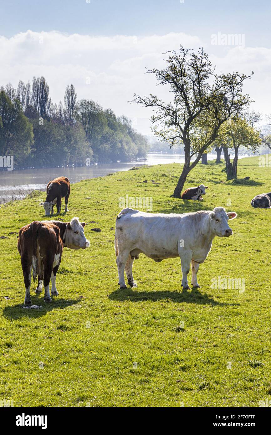 Rinder grasen friedlich am Fluss Severn in Elmore Back, Gloucestershire, Großbritannien Stockfoto