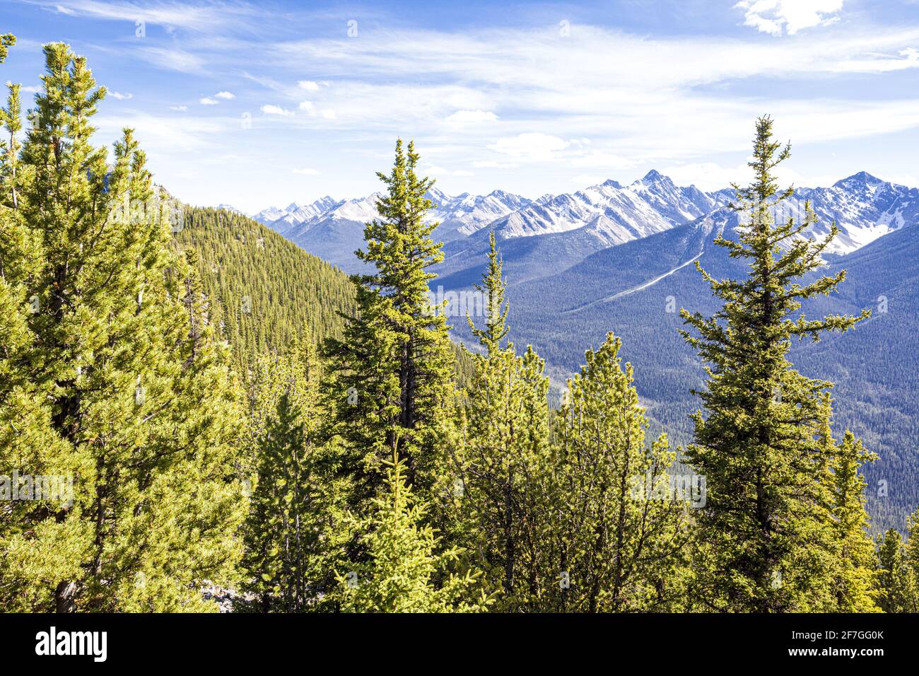 Tannenbäume auf Sulphur Mountain in den Rocky Mountains, Banff, Alberta, Kanada Stockfoto