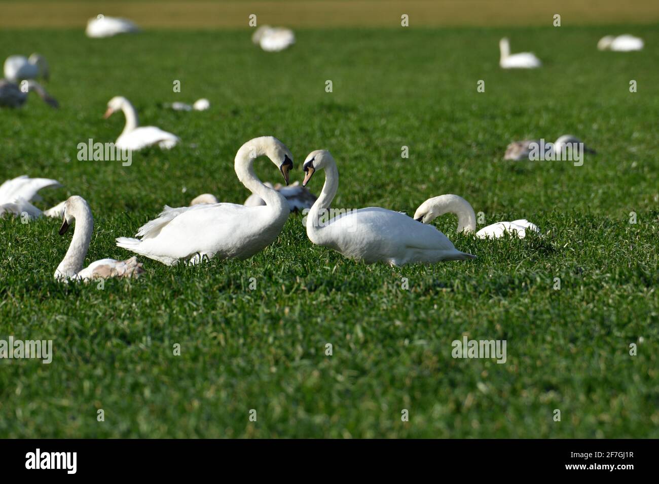 Schöne, symmetrische weiße Schwäne unter einem Schwarm auf einem Feld in der Nähe von Oss, Niederlande Stockfoto