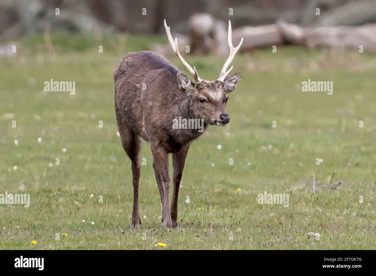 Erwachsenes Männchen, Sika-Hirsch, Cervus nippon, auch bekannt als gefleckte oder japanische Hirsche, RSPB Arne Nature Reserve, Dorset, Großbritannien Stockfoto