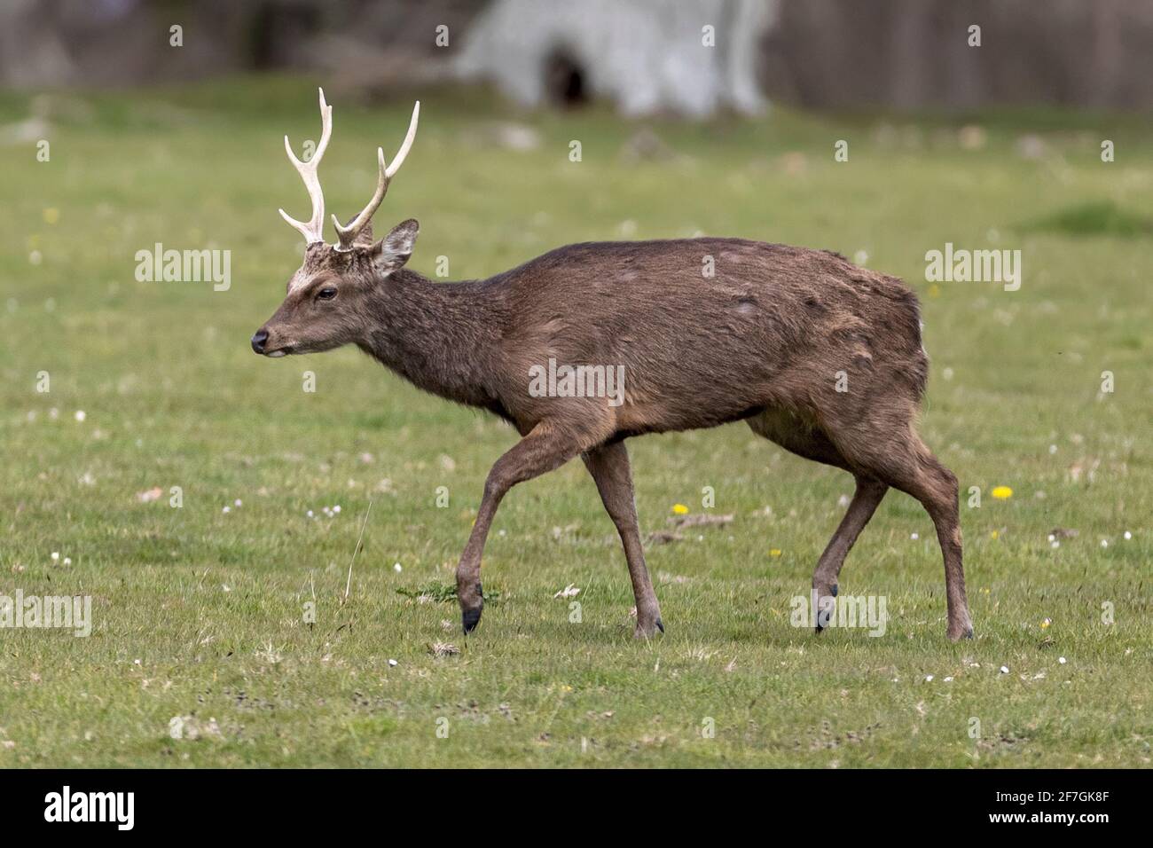 Erwachsenes Männchen, Sika-Hirsch, Cervus nippon, auch bekannt als gefleckte oder japanische Hirsche, RSPB Arne Nature Reserve, Dorset, Großbritannien Stockfoto