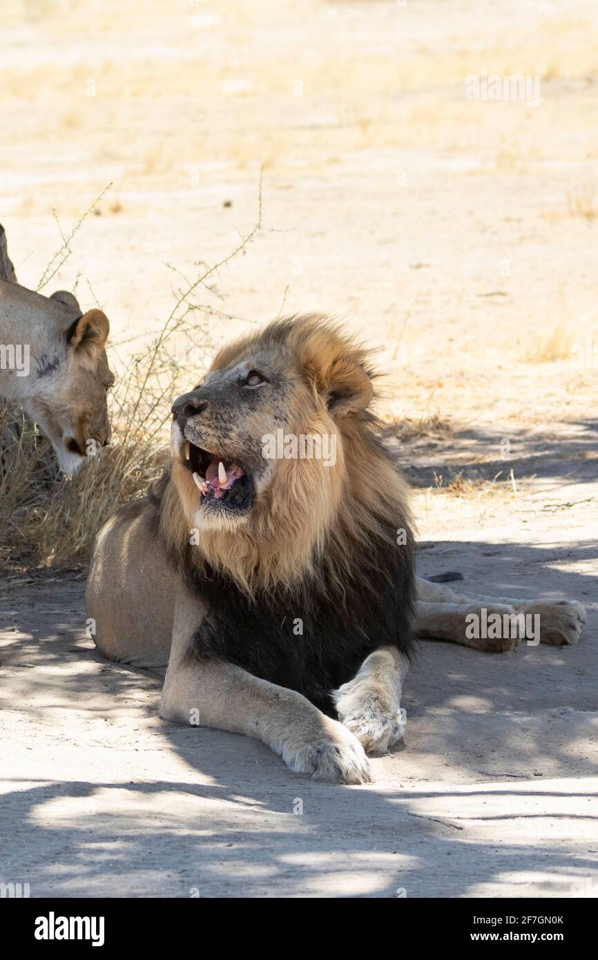 Desinteressierter Kalahari Löwe (Panthera Leo), Löwe, der der verliebten Löwin einen frustrierten Blick gibt, in der Kalahari, Südafrika. IUCN Red ist als gefährdet gelistet Stockfoto
