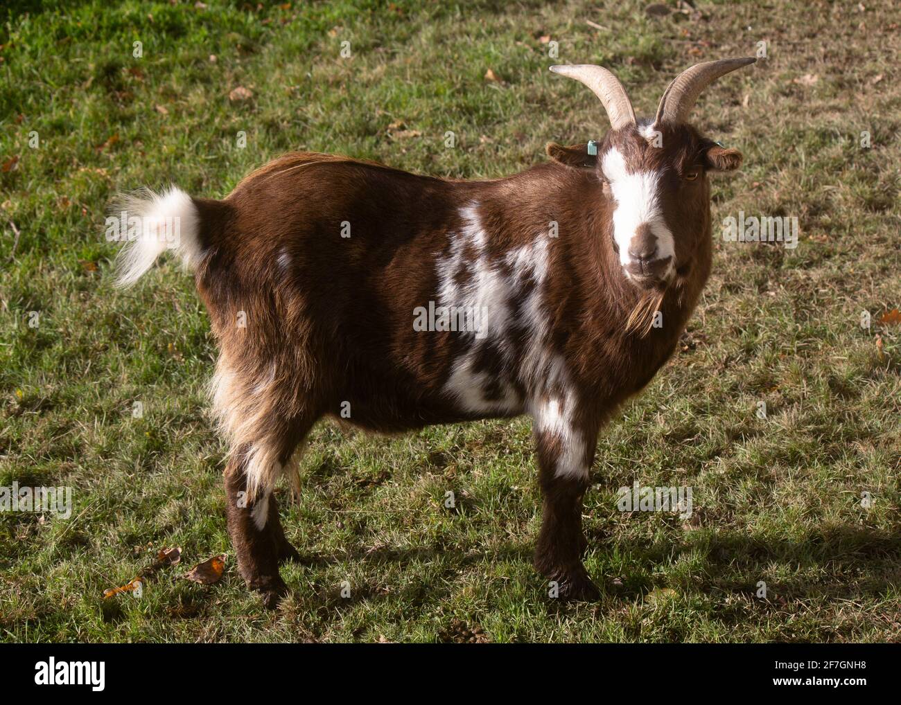 Eine kleine Ziege Stockfoto
