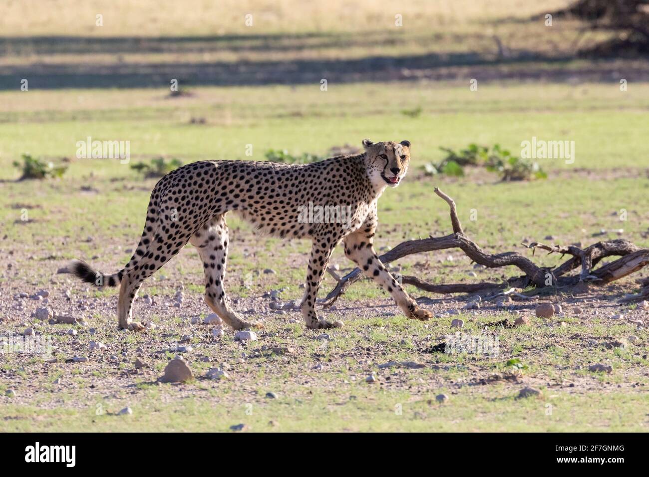 Cheetah (Acinonyx jubatus) männlich in Kalahari, Nordkap, Südafrika, werden afrikanische Cheetah als gefährdet auf der Roten Liste der IUCN eingestuft Stockfoto