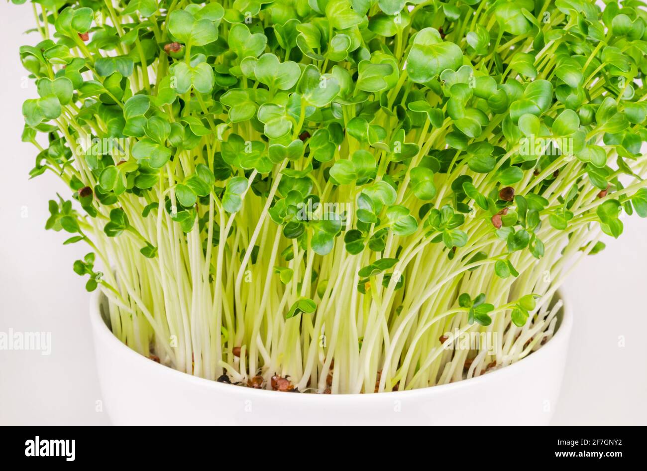 Daikon Rettich, Mikrogrün in einer weißen Schale. Frisch und bereit zu essen, sprießen japanische Rettich. Grüne Triebe, Sämlinge, junge Pflanzen und Blätter. Stockfoto