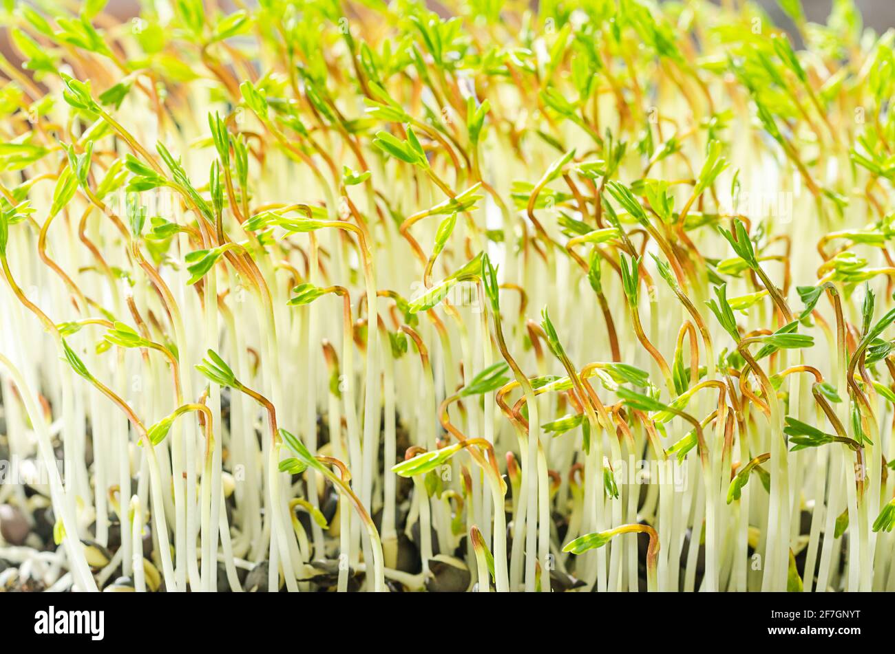 Gekeimt Beluga Linsen, Microgreens wachsen in hellem Sonnenlicht. Grüne Triebe von schwarzen Linsen, Setzlingen und jungen Pflanzen. Stockfoto