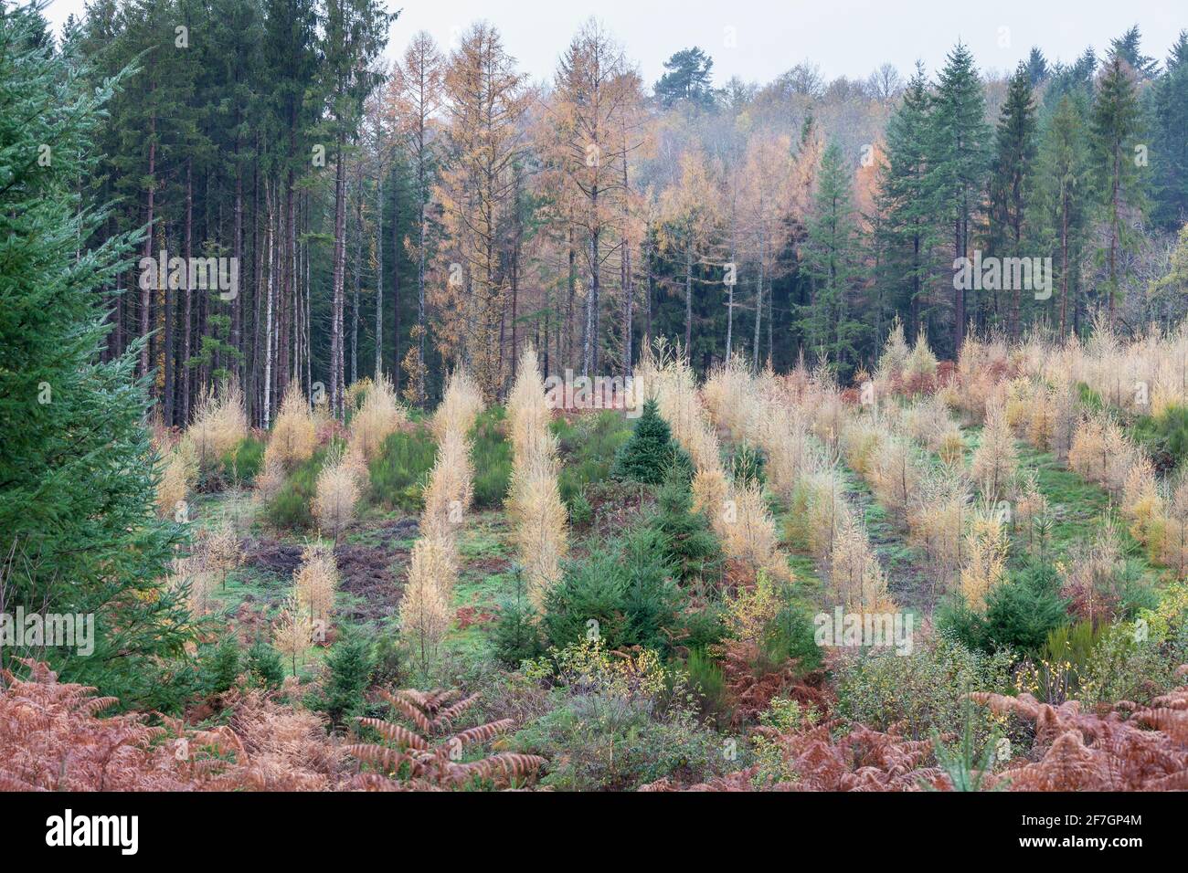 Wiederaufforstung von Nadelplantagen für erneuerbare Energien in Creuse, Nouvelle-Aquitaine, Frankreich an einem nebligen Wintertag mit neuen Setzlingen in einer Umwelt Stockfoto