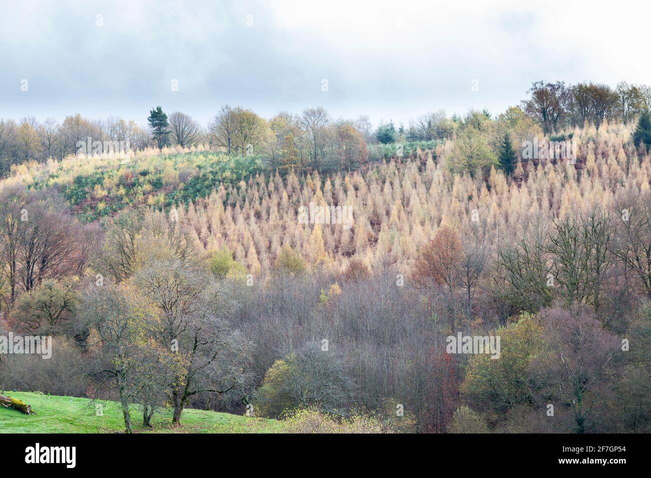 Wiederaufforstung von Nadelplantagen für erneuerbare Energien in Creuse, Nouvelle-Aquitaine, Frankreich an einem nebligen Wintertag mit neuen Setzlingen in einer Umwelt Stockfoto