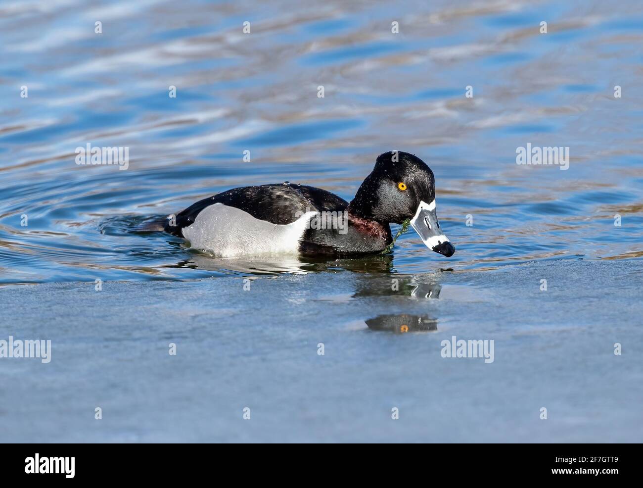 Eine ringhalsige Ente mit einem gut sichtbaren rötlichen Ring am Hals taucht kurz an der eisigen Küste eines Sees auf, nachdem sie sich von Wasservegetation ernährt hat. Stockfoto