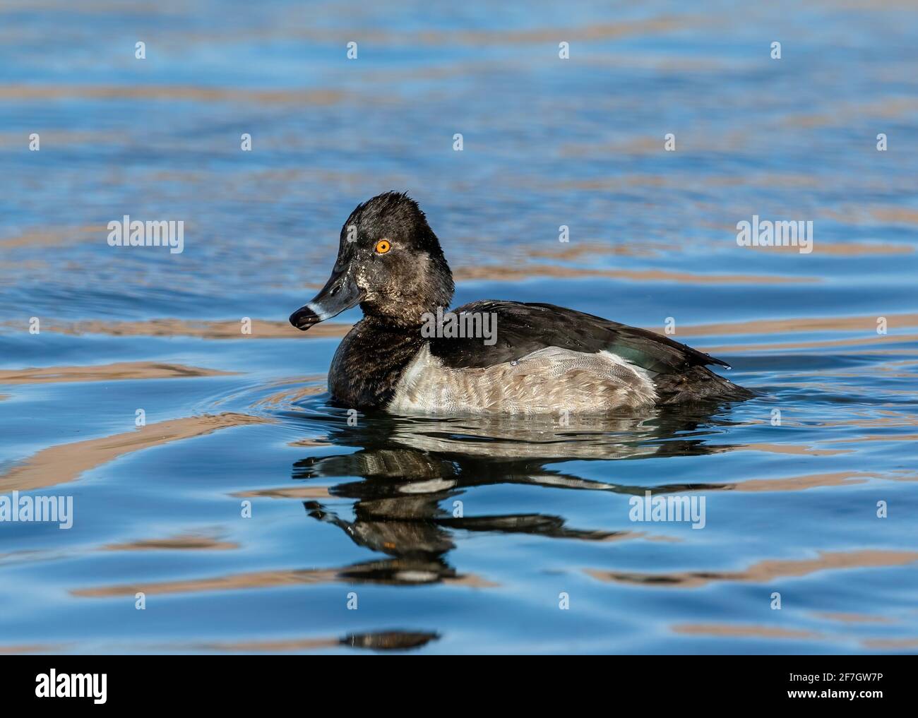 Ein jugendlicher entendrake mit Ringhals aus nächster Nähe in einem leuchtend blauen See. Stockfoto