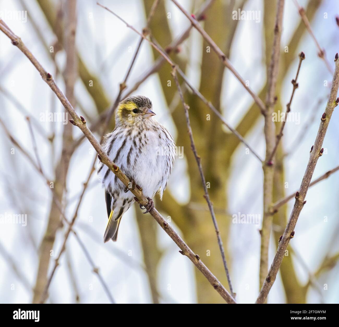 Weiblich black-headed Goldfinch sitzen auf einem Zweig Stockfoto