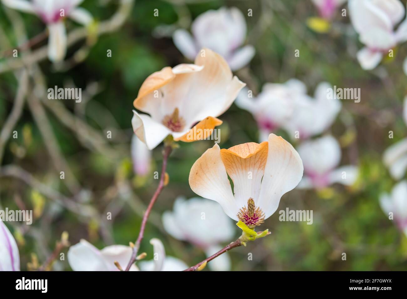 Rosafarbene und weiße Magnolienblüten wurden braun, als sie durch unsaisonale Frostschäden im späten Frühjahr in Surrey, Südostengland, verbrannt wurden Stockfoto