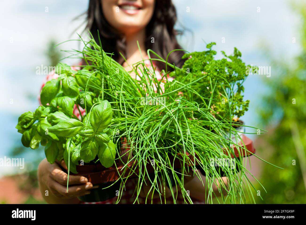 Gartenarbeit im Sommer - fröhliche Frau mit verschiedenen Arten von frischen Kräutern Stockfoto