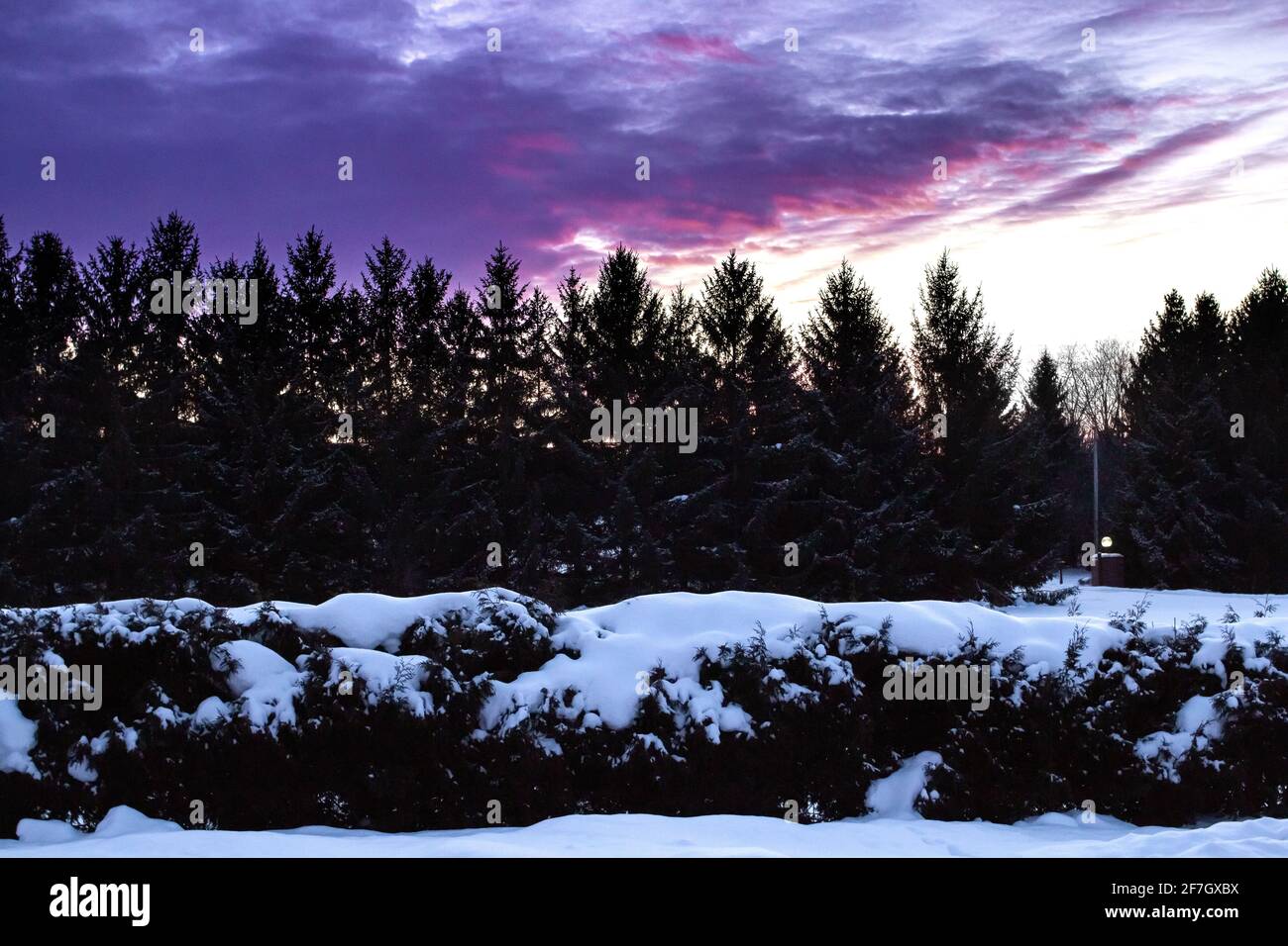 Dramatischer rosa und violetter Sonnenuntergang im Winter in London-Middlesex, Ontario, Kanada, mit einer großen Fichte und einer silhouettierten Baumgrenze, 2021. Stockfoto